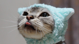 Cat blue hat kawaii tongue - hat free wallpaper