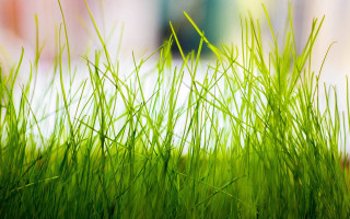 Grass bamboo ecological art macro - grass free wallpaper for desktop