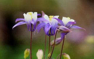 Purple white flower macro bug - simple free wallpaper