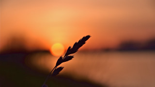 Plant sunset water macro shallow - a plant free wallpaper