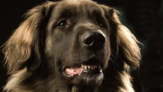 Dog portrait old man open - a white border free wallpaper