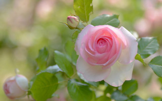 Pink rose green leaves bokeh 4 - a pink rose free wallpaper for desktop