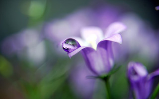 Flower water droplets macro blurry 9 - cindy wright free wallpaper for desktop