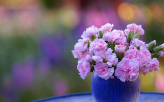 Blue vase pink flowers garden - cindy wright free wallpaper