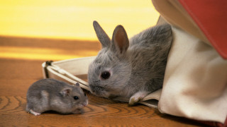 Small gray white mouse in - mouse free wallpaper