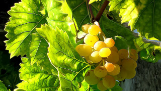 Grapes tree branch forest leaves - de hirsh margule free wallpaper