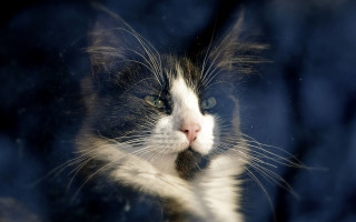 Cat window night sky galaxy - frame free wallpaper