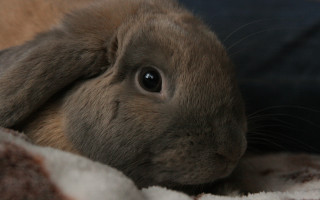 Small rabbit sitting on blanket - a small rabbit free wallpaper