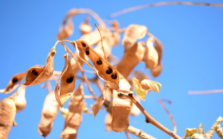 Tree seedpods blue sky macro - branch free wallpaper