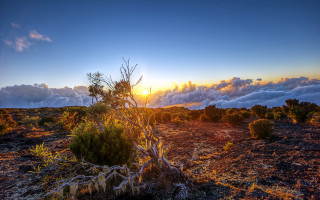 Desert tree sunset clouds mountain - sunrise free wallpaper