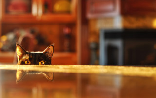 Cat peeking living room bokeh - sharp focus free wallpaper
