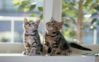 Kittens window sill bokeh photorealistic - felixkelly free wallpaper