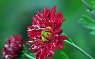 Red flower water droplets macro 26 - stem free wallpaper