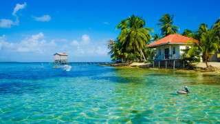 Tropical island bird swimming palm - a tropical island free wallpaper