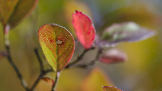 Bug leafy branch sunlight macro - cloisonnism free wallpaper