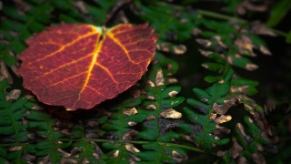 Red leaf on green plant - benoit b. mandelbrot free wallpaper