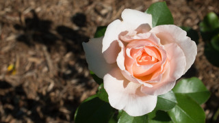 Pink rose blooming garden sunny - sunny free wallpaper for desktop
