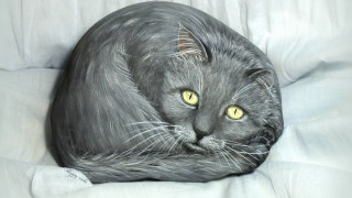 Black cat yellow eyes airbrush - white sheet free wallpaper