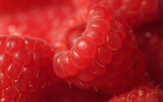Raspberries macro photorealism red background - a close up of a bunch free wallpaper