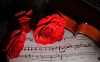 Violin roses sheetmusic romantic stilllife - a violin free wallpaper