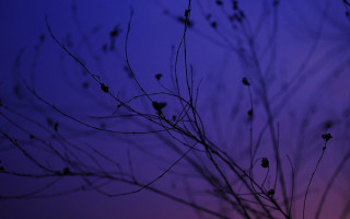 Purple sky tree branch leaves - a few leaf free wallpaper