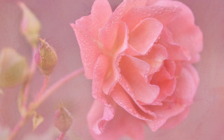 Pink rose water droplets arts - soft color free wallpaper
