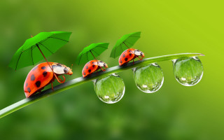 Ladybugs green leaf raindrops macro - macro art free wallpaper for desktop