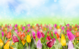 Colorful tulips blurry background flower - andries stock free wallpaper for desktop