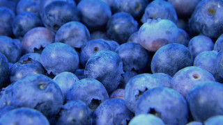 Blueberries blurry macro synthetism blue - blueberry free wallpaper