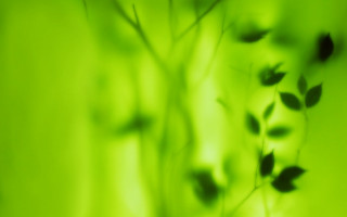 Blurry plant leaves green background - stem free wallpaper for desktop