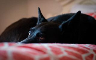 Black dog bed red blanket - a red blanket free wallpaper