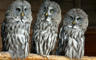 Three owls sad log birds - looking free wallpaper for desktop