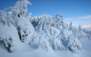 Snow covered mountain trees blue 2 - postminimalism free wallpaper