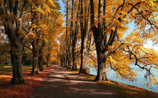 Autumn leaves path by water - florence engelbach free wallpaper