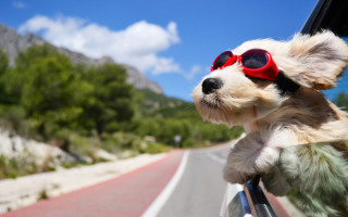 Dog sunglasses driving mountains outdoors - charles schulz free wallpaper