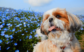 Dog tongue field blue flowers - cheerful free wallpaper