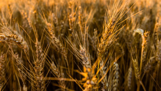 Wheat field autumn fire sunset - heavy free wallpaper