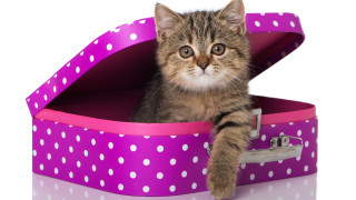 Kitten polka dots suitcase carlos - kawaii free wallpaper