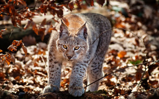 Lynx leafed forest fire breathing - a lynx free wallpaper