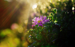 Purple flower macro lens flare - a purple flower free wallpaper for desktop
