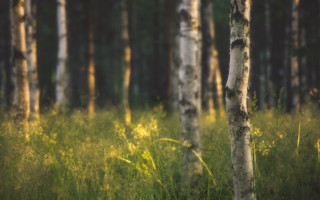 Forest trees grass bokeh city - tall grass and trees free wallpaper