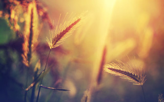 Plant leaves sunset glow grass - e. william gollings free wallpaper