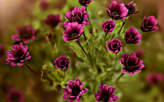 Purple flowers vase macro blurry - a vase free wallpaper for desktop