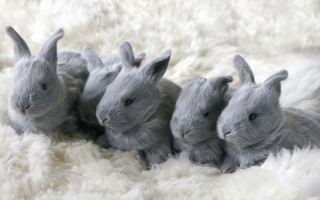 Rabbits fur flooring beatrix puzzle - conceptual free wallpaper for desktop