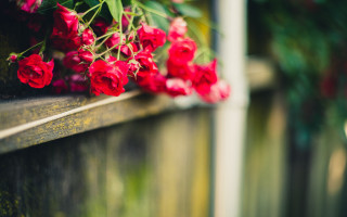 Red roses wooden ledge blurry - red flower free wallpaper for desktop