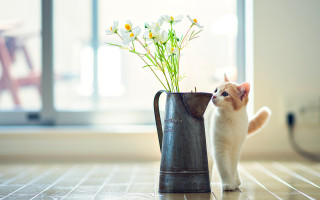 Cat vase flowers floor window - a floor next free wallpaper for desktop