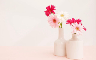 Three white vases pink flowers - a white background behind them free wallpaper