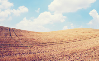 Wheat field sky clouds city - heavy grain free wallpaper
