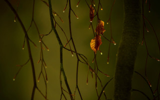 Rainy tree branch leaves drops - branch free wallpaper for desktop