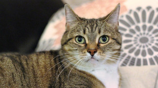 Serious black cat blue eyes - lyrical free wallpaper